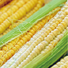 Vegetables corn